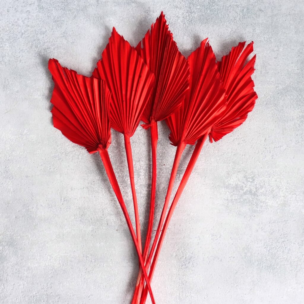 Sušený Palm Spear červená – dekorativní palmový list pro sváteční aranžmá